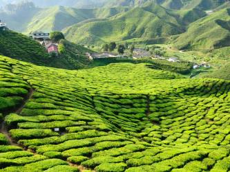Cameron Highlands